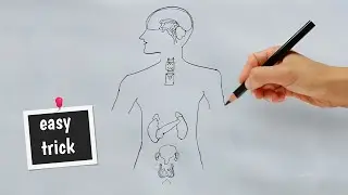 How to draw endocrine glands easily | how to draw endocrine system endocrine glands in human being