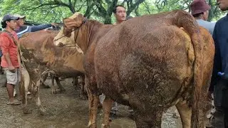 15.500‼️BABON HAMIL 7 BLN MELIMPAH HARGA MURAH | Pasar Sapi Jatirogo