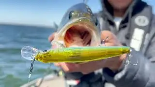 Breaking Down Nomad Design's Shikari Jerkbait with Big Bass Dreams