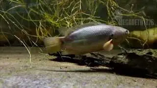Anabas testudineus