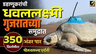 धवललक्ष्मी पोहोचली गुजरातला | Seaturtle of maharashtra went Gujrat | MahaMTB