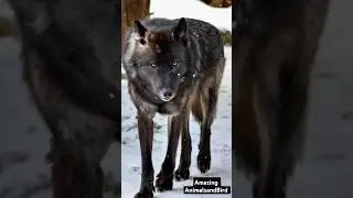Majestic Snow Black Wolf | Incredible Beauty of the Rare Snow Black Wolf