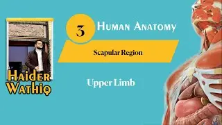 Upper limb anatomy | Lecture 3 | Scapular region