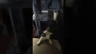 kitten trying to steal ball from cat tower