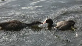 Birds of Dublin. Eurasian coot busy feeding its chicks (and telling them off when too demanding).