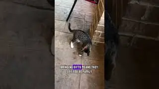 Why Cats Bring You &ldquo;Gifts&rdquo; Like Dead Bugs 🐛😳
