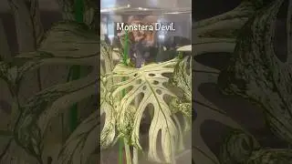 Monstera Devil 💀 Origin Story Revealed