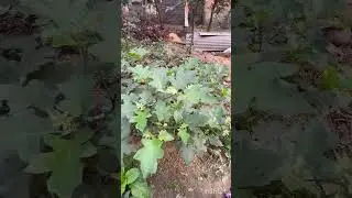 Turkey berry #youtubeshorts #farming #gardening #fyp