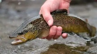 Provo River Euro Nymphing- Winter Elements