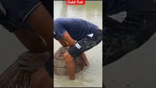 gold fish  শোনালি মাছ #fish