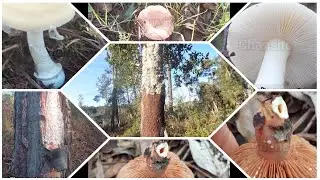 Lactarius chrysorrheus ( Falso Miscaro) e Amanita gemmata