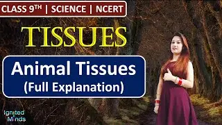Class 9th Science Chapter 6 | Animal Tissues (Full Explanation) | Tissues | NCERT