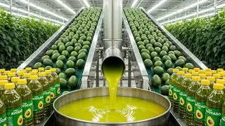 Inside a Factory Fresh Avocados Factory: How Avocado Oil Is Made (Full Process)