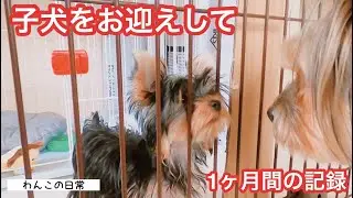 【子犬お迎えから1か月の記録】保存版☆超絶ビビりで犬見知りな先住犬と可愛い極小ヨーキーとの生活☆まとめ【多頭飼い】【ワンコの日常】【ペットと夫婦の暮らし】【Yorkshire terrier】