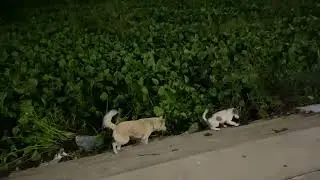 How puppy dog happy when play with female dog and golden dog #dogs #cutedog #goldenretriever 