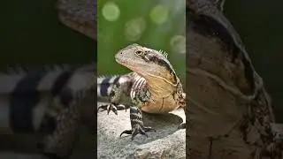 Eastern Water Dragon 🦎 #wildlife #viral #shortvideo #animals #trending