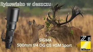 Rykowisko 2024 w deszczu / Nikon Z8 / #wildlife
