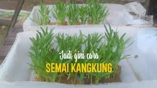 Cara menyemai kangkung | TIPS  PEMULA