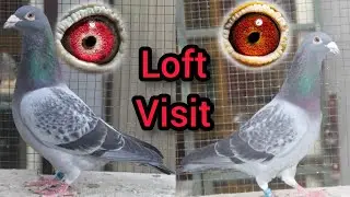 Racing Pigeon loft : M Bilal | Kalapati 2022 | Racer Pigeon