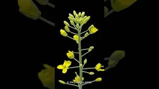 Rapeseed Blooming Time Lapse #shorts