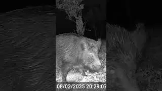 Caccia: cinghiale #adventure #cacciapassione #hunting #caccia