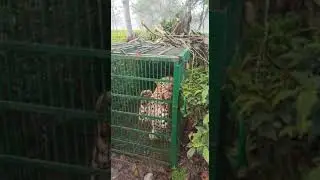 Leopard trapped inside a cage at Bagdogra