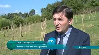 Astarada yerli şəraitə uyğun 10 min “miaqava” naringi sortu əkiləcək