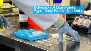 Reverse Phase Protein Array - RPPA