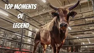 When Bulls Soar: UTZ Legend's Top Athletic Performances