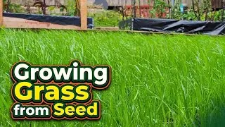 Growing Grass from Seed UK &bull; Time Lapse &bull; Grow a new lawn in 3 weeks