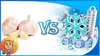 Freeze Garlic - Can garlic be frozen and then use it? - Garlic Storage