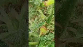 Cannabis Organic Grow Outdoors. viewing trichome production and maturity 8th week flower. Clip27