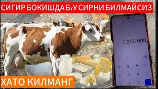 Minimal Xarajat-Katta Foyda Sigir Boqib Daromad Qilish 2025