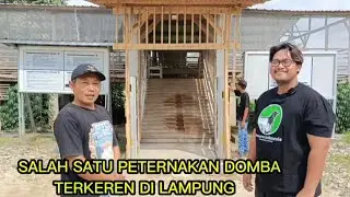 SALAH SATU PETERNAKAN DOMBA TERKEREN DI LAMPUNG ‼️