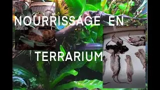 NOURRISSAGE DES SERPENTS !!! Nourrir en terrarium ...