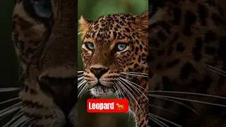 Leopard Facts 🐆 #leopardfacts #leopard #bigcat #animals #cat