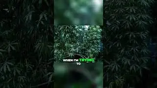 Pot Planting Tips: Get Big Tropical Plants to Thrive! #shorts