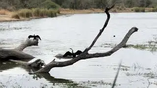 African Darter in Kruger