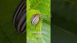 Potato Beetle #bug #beetle #insects  #shorts