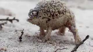 Angry Squeaking Thunderblunder