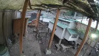 Bobcat Caught Sneaking in to Stalk Chickens || ViralHog