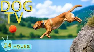 DOG TV: Best Videos All-Day Entertain Help Prevent Boredom & Calm Anxiety for Dogs - Music for Dogs