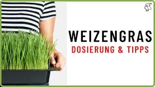 ✅GEFAHRENFAKTOR WEIZENGRAS ✅ Dosierung, Nebenwirkungen und hilfreiche Tipps!