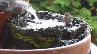 bushtits bathing