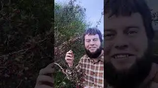 Боярышник, целебный для сердца 🌲❤️ #целебные #ягоды