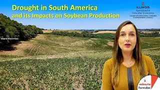 Drought in South America and its impacts on soybean production