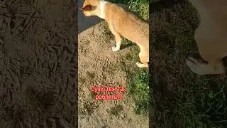 Сучка як кабель. #live #war #catlover #animals #собака #music #kitten #dogs #dog #кабель #лгбт