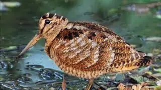 Chamariz , Reclamo, Galinhola , Chocha Perdiz , Scolopax Rusticola