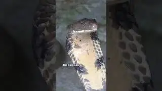 The Most Incredible Snake Abilities #snakeabilities #wildlife #amazing