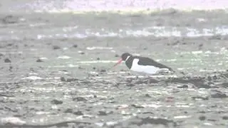 Eurasian Oystercatcher Feeding